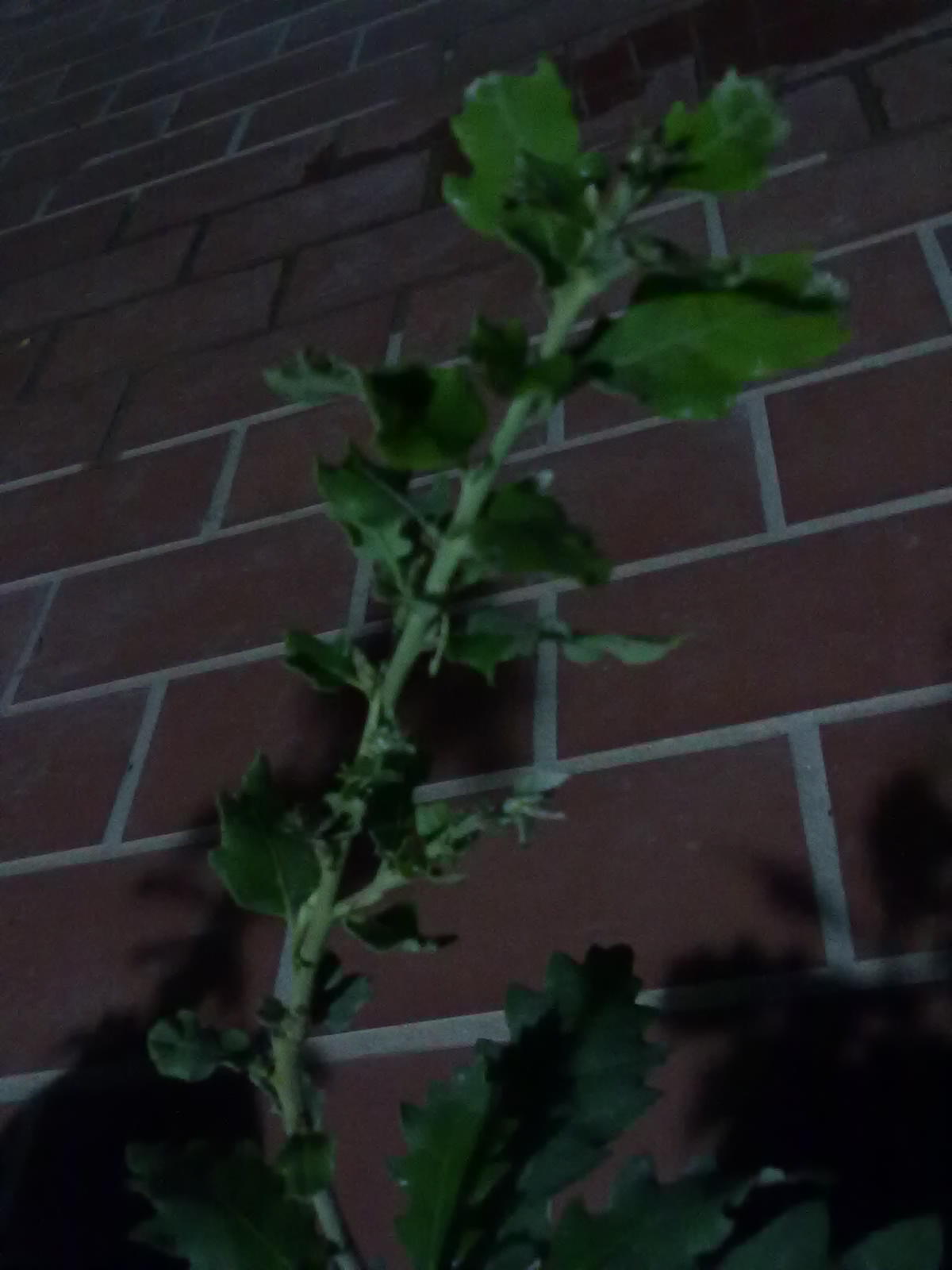 [Foto de planta, jardin, jardineria]