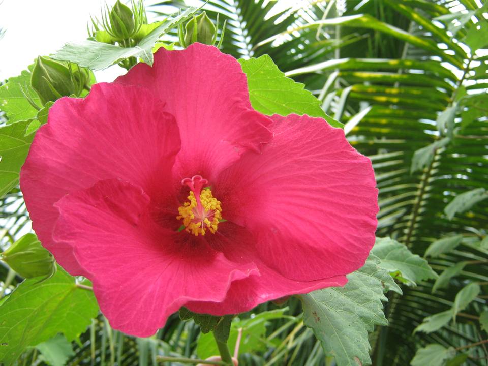 [Foto de planta, jardin, jardineria]