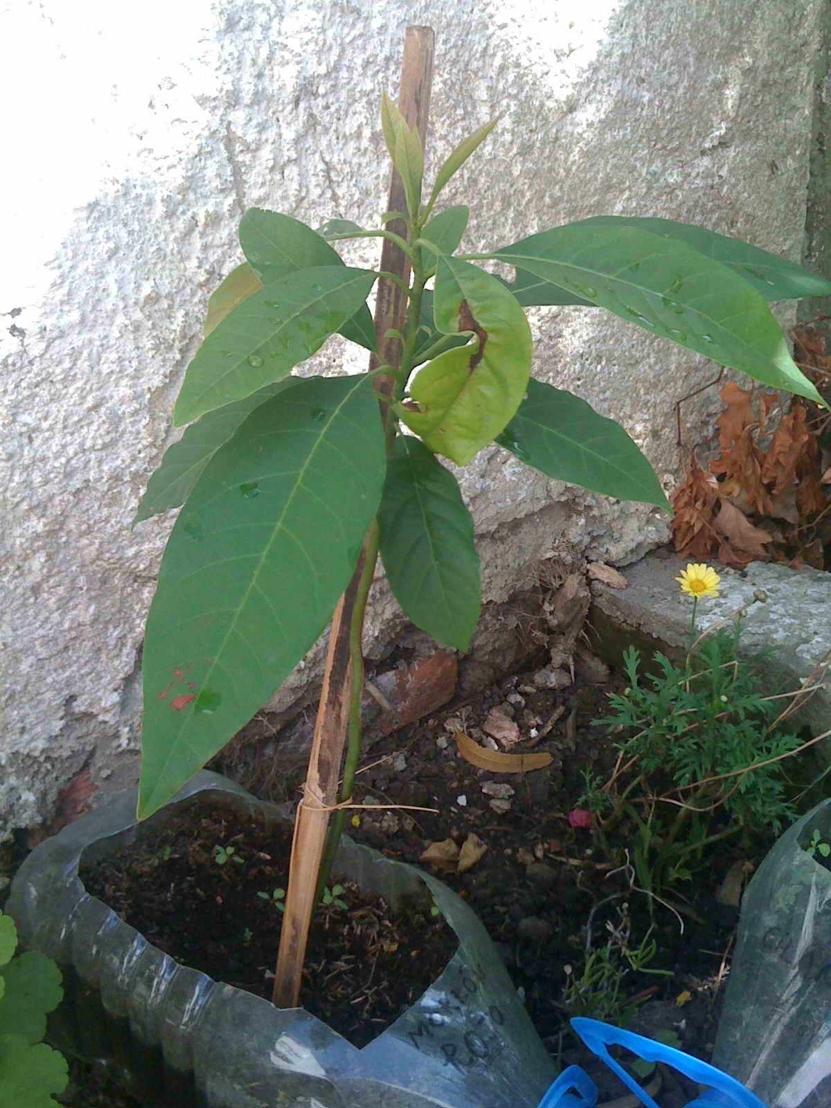 [Foto de planta, jardin, jardineria]