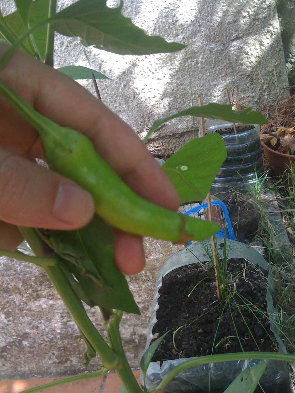 [Foto de planta, jardin, jardineria]