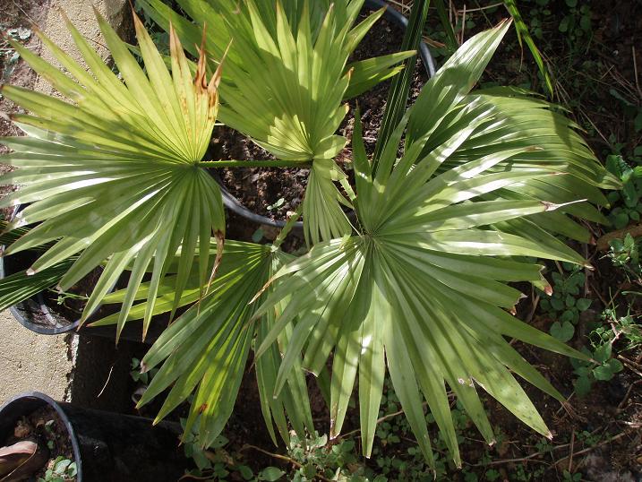 [Foto de planta, jardin, jardineria]