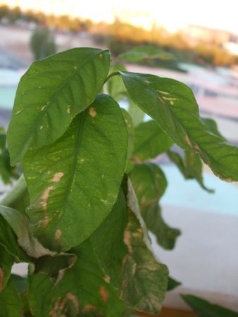 [Foto de planta, jardin, jardineria]