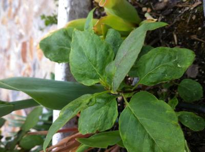 [Foto de planta, jardin, jardineria]