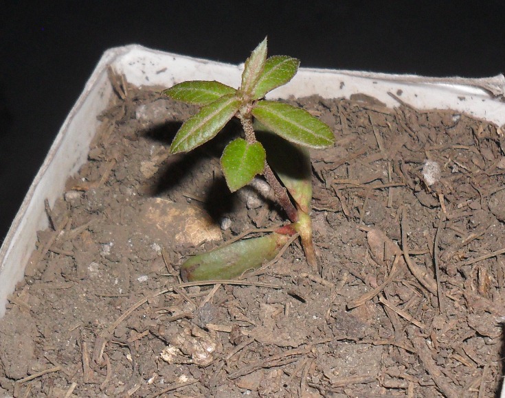 [Foto de planta, jardin, jardineria]