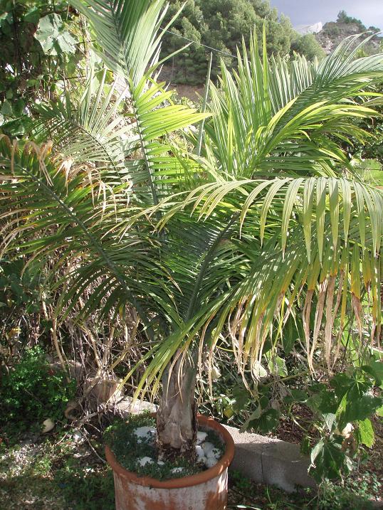 [Foto de planta, jardin, jardineria]