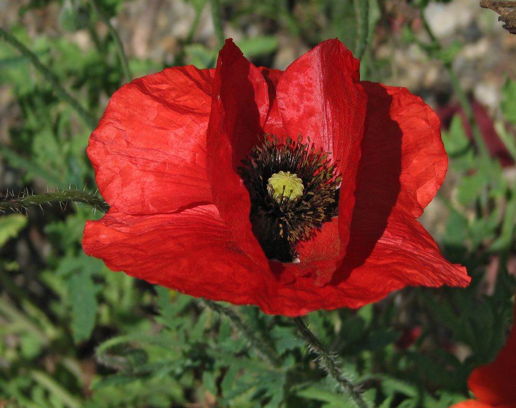 [Foto de planta, jardin, jardineria]