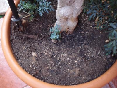 [Foto de planta, jardin, jardineria]