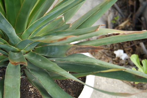 [Foto de planta, jardin, jardineria]