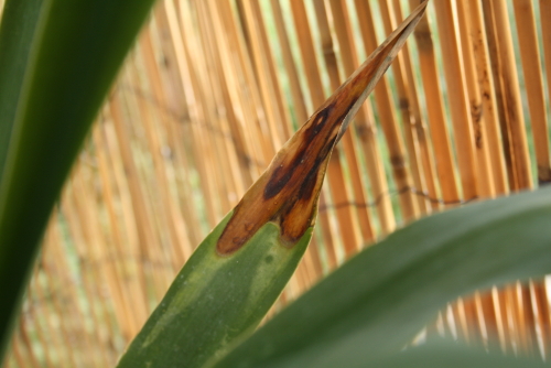 [Foto de planta, jardin, jardineria]