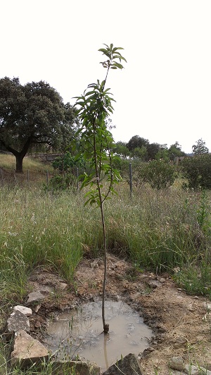 [Foto de planta, jardin, jardineria]