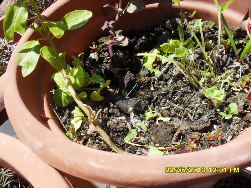 [Foto de planta, jardin, jardineria]