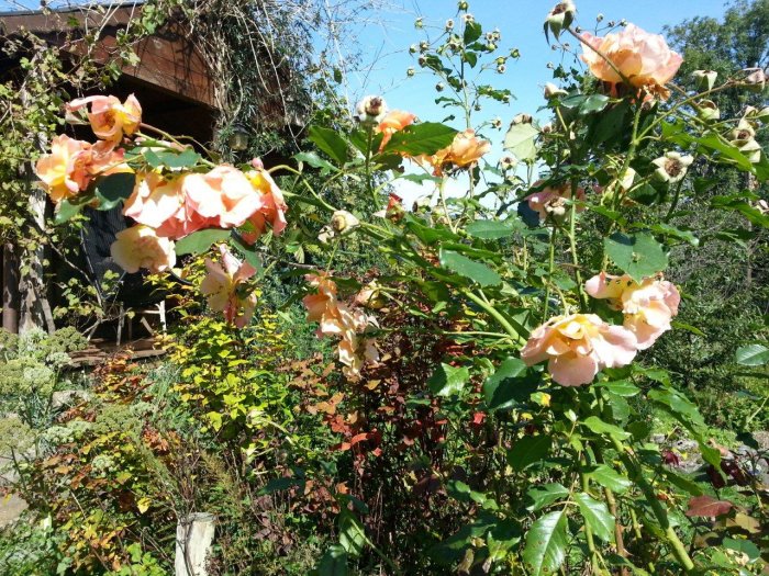 [Foto de planta, jardin, jardineria]