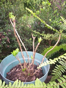 [Foto de planta, jardin, jardineria]