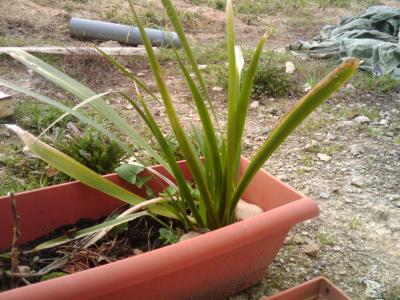 [Foto de planta, jardin, jardineria]