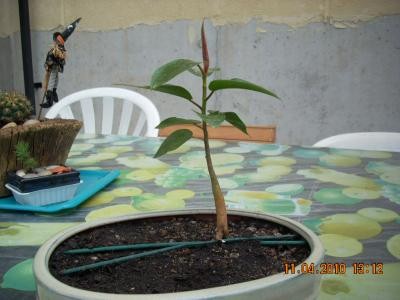 [Foto de planta, jardin, jardineria]