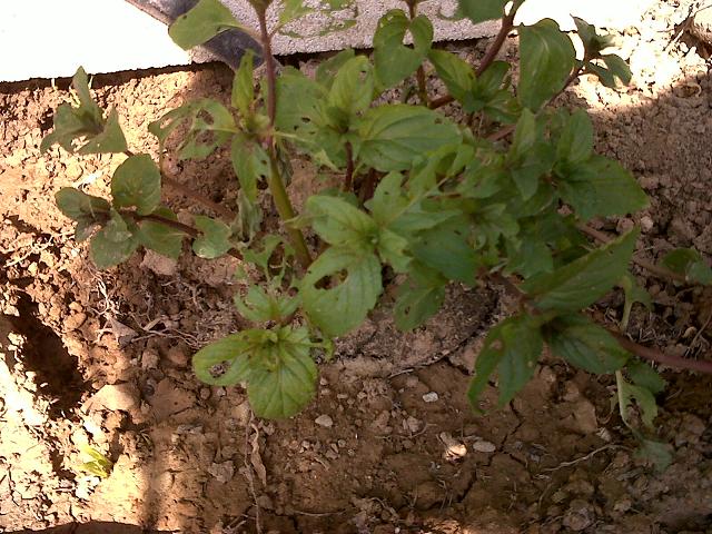 [Foto de planta, jardin, jardineria]