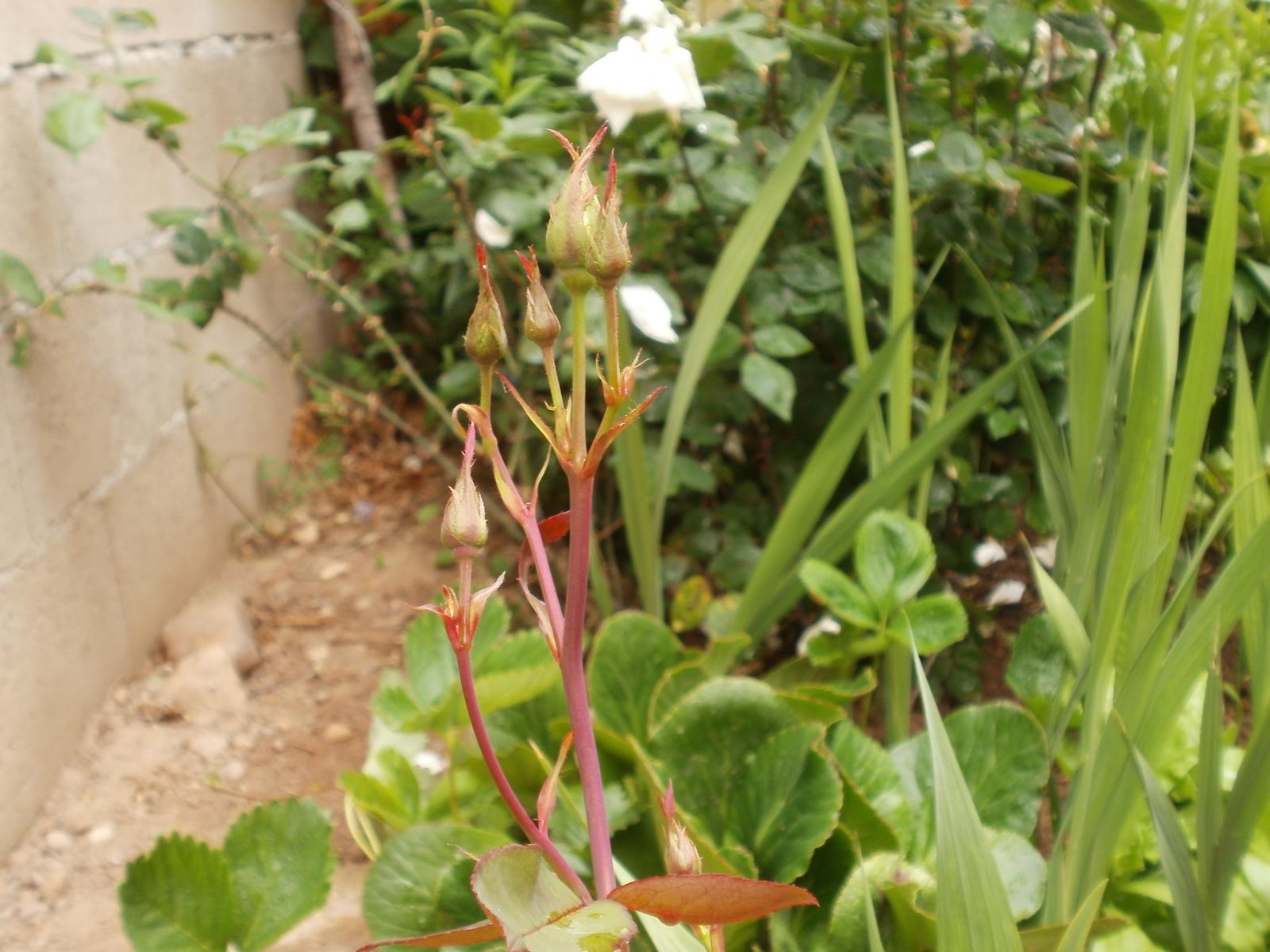 [Foto de planta, jardin, jardineria]