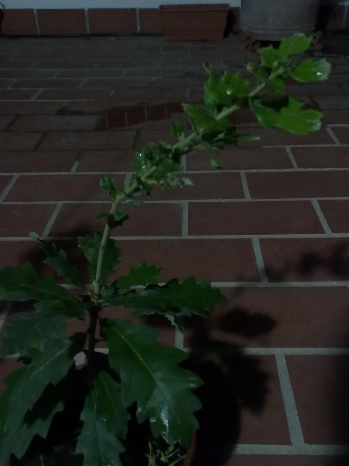 [Foto de planta, jardin, jardineria]