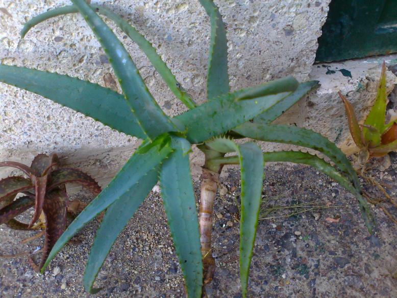 [Foto de planta, jardin, jardineria]