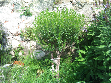 [Foto de planta, jardin, jardineria]