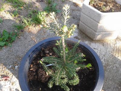 [Foto de planta, jardin, jardineria]