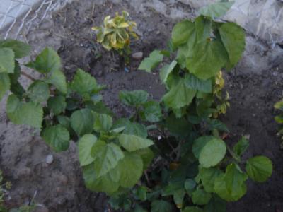 [Foto de planta, jardin, jardineria]