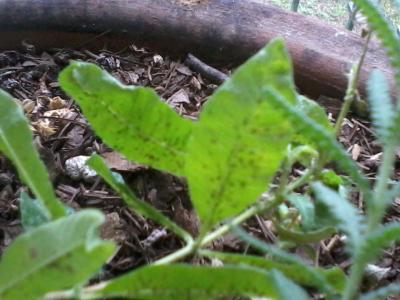 [Foto de planta, jardin, jardineria]