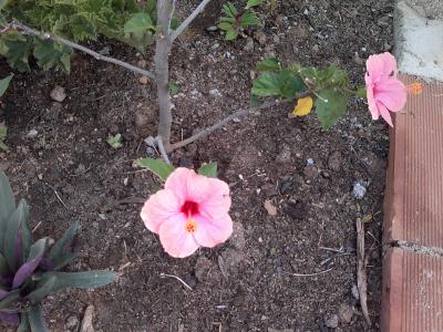 [Foto de planta, jardin, jardineria]