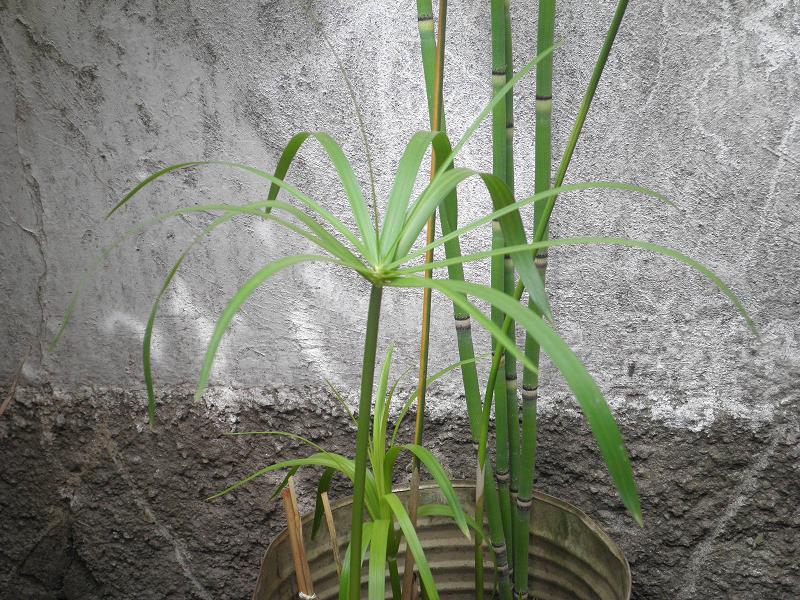 Fotos de flores y plantas