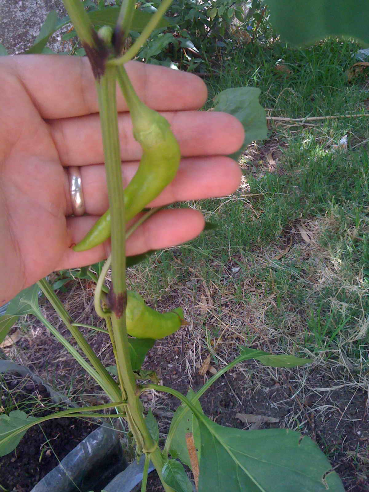 [Foto de planta, jardin, jardineria]