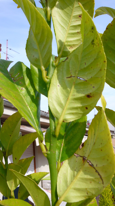 [Foto de planta, jardin, jardineria]