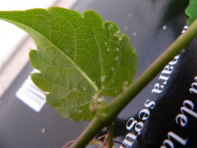 [Foto de planta, jardin, jardineria]