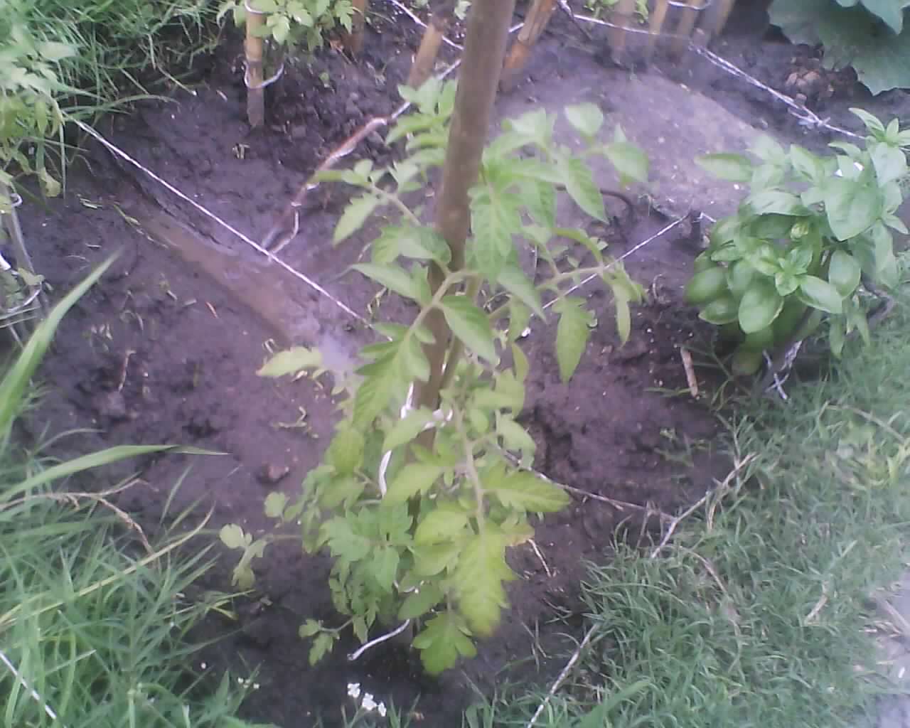 [Foto de planta, jardin, jardineria]