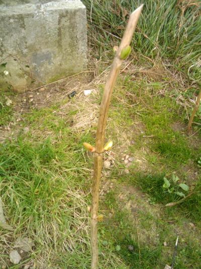 [Foto de planta, jardin, jardineria]