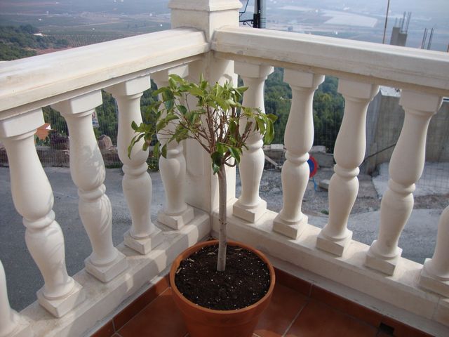 [Foto de planta, jardin, jardineria]