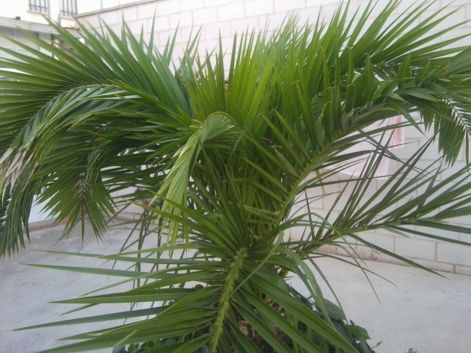 [Foto de planta, jardin, jardineria]