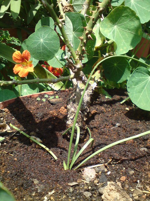 [Foto de planta, jardin, jardineria]