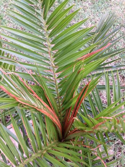 [Foto de planta, jardin, jardineria]