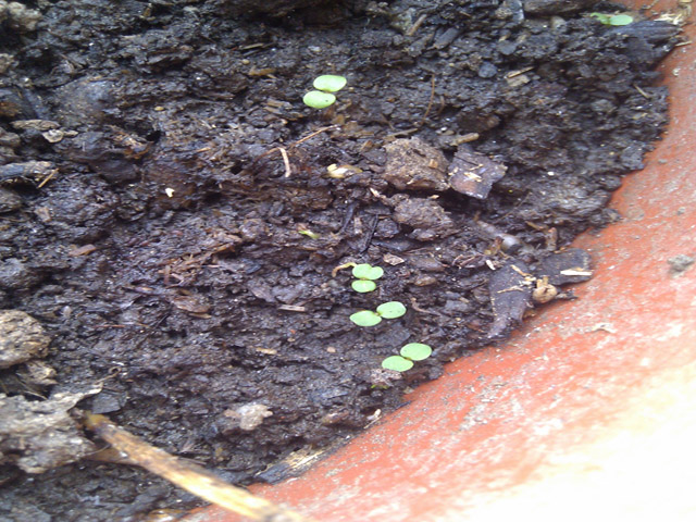 [Foto de planta, jardin, jardineria]