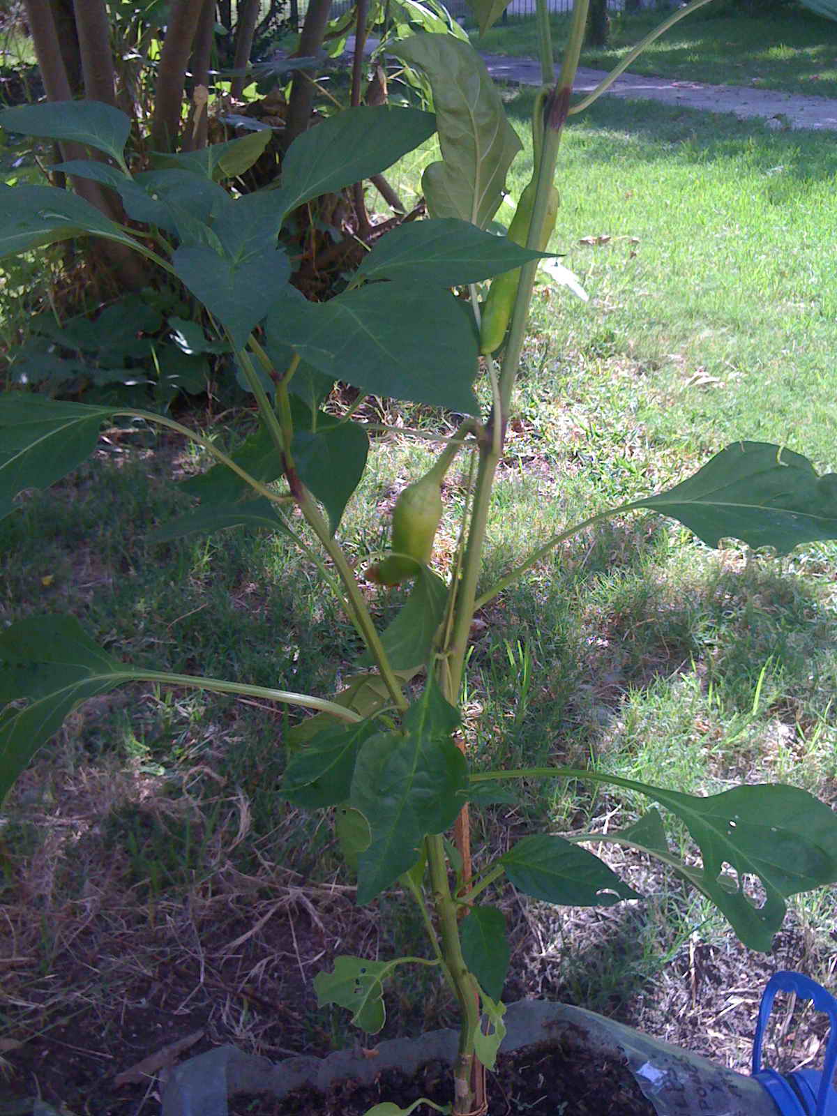 [Foto de planta, jardin, jardineria]