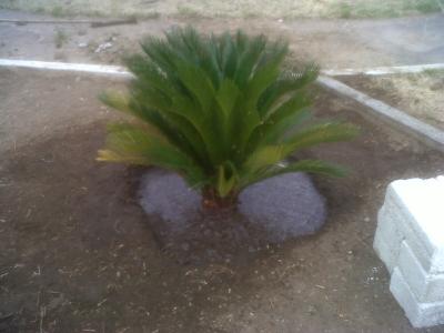 [Foto de planta, jardin, jardineria]