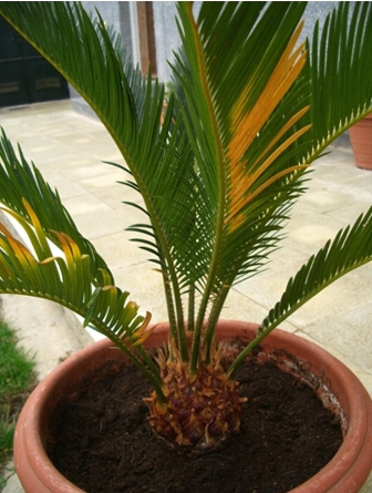 [Foto de planta, jardin, jardineria]