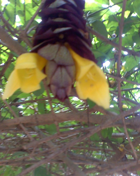 [Foto de planta, jardin, jardineria]