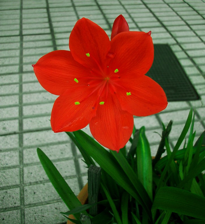 [Foto de planta, jardin, jardineria]