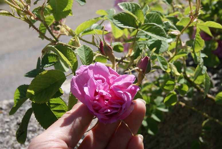 [Foto de planta, jardin, jardineria]