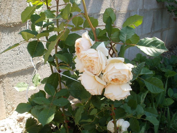 [Foto de planta, jardin, jardineria]