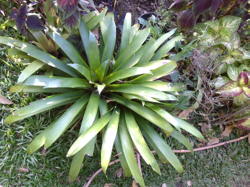 [Foto de planta, jardin, jardineria]