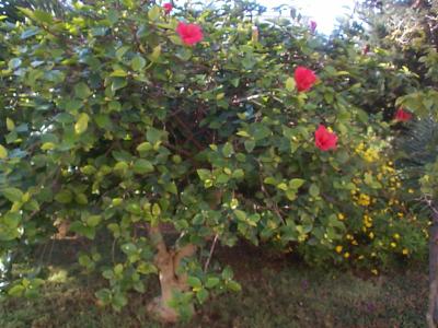 [Foto de planta, jardin, jardineria]