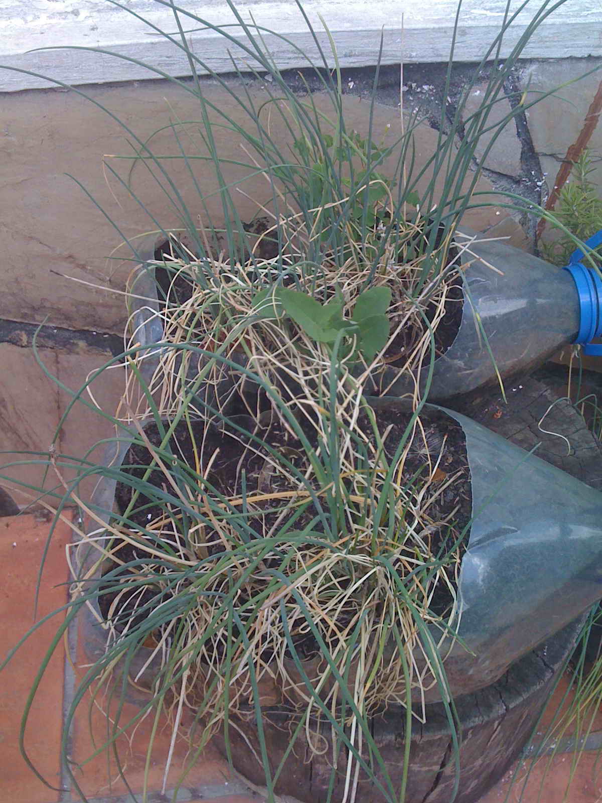 [Foto de planta, jardin, jardineria]