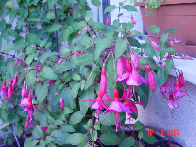 [Foto de planta, jardin, jardineria]